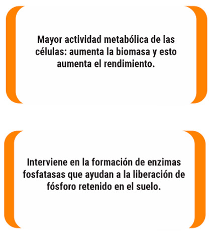 corchetes2